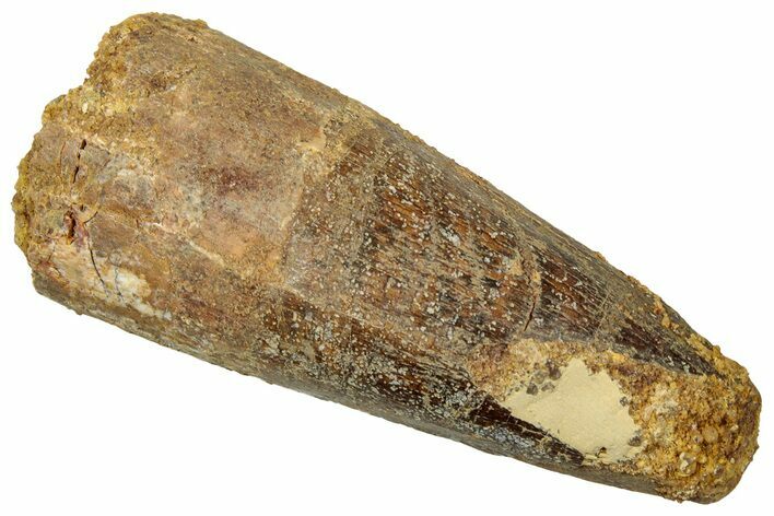 Fossil Spinosaurus Tooth - Real Dinosaur Tooth #329611